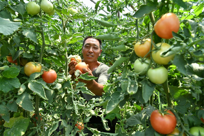 河北鹽山 鹽堿地里果蔬飄香苗木種植啟示新生機